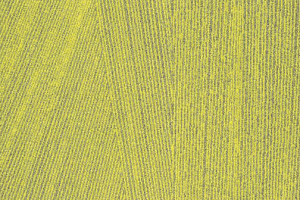 Ковровая плитка Milliken Facet fct 103 Citrus фото  | FLOORDEALER